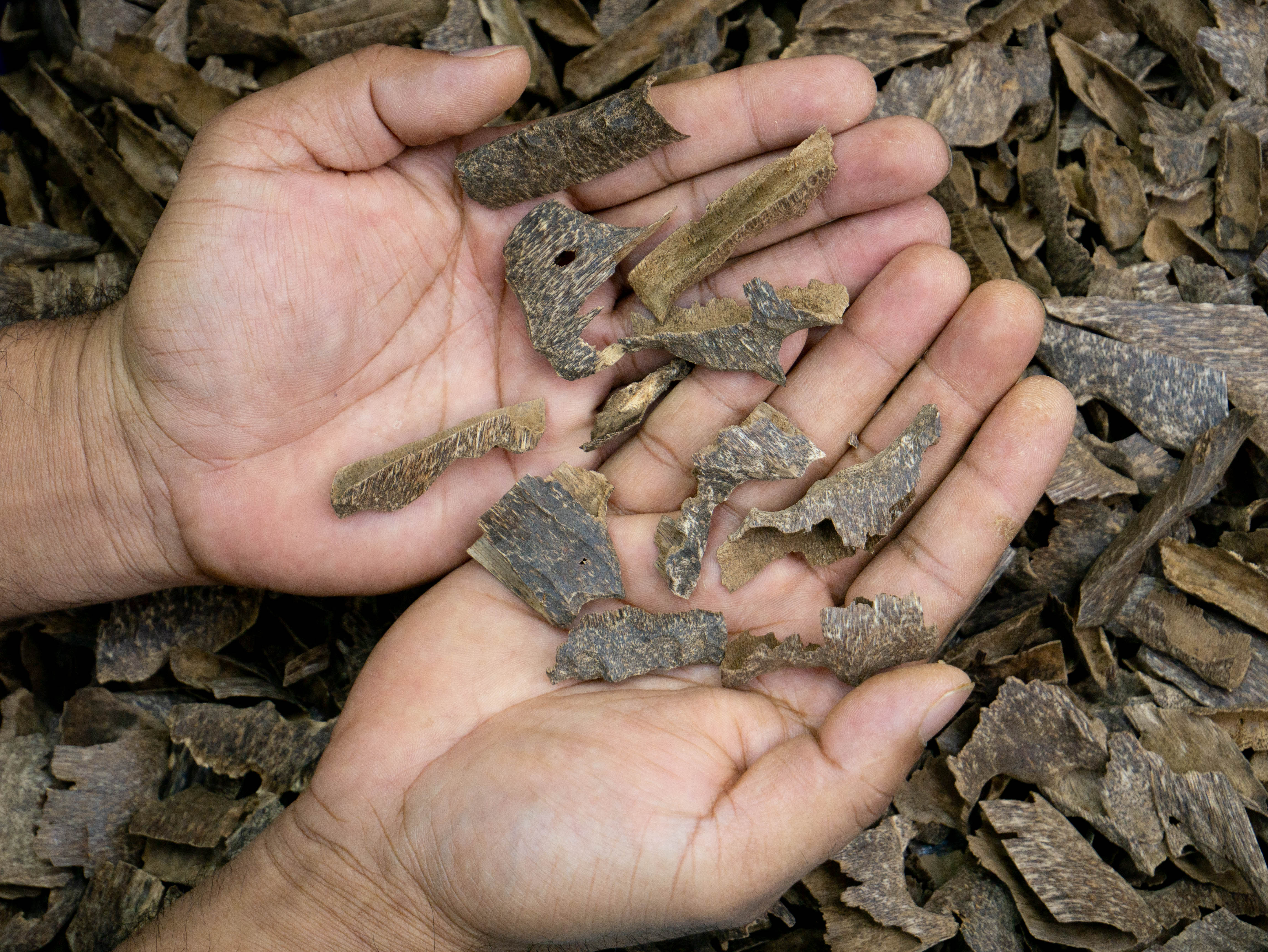 TARAT BISA DOUBLE SUPER